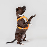 Labrador in Le Pet Luxe harness.