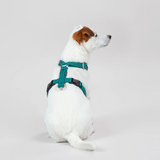 Cute puppy in Le Pet Luxe harness.