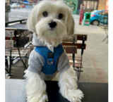 Blue Denim Harness For Dog