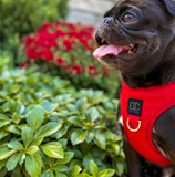 Black dog Red Harness | Le Pet Luxe