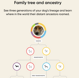 Embark dog DNA test kits