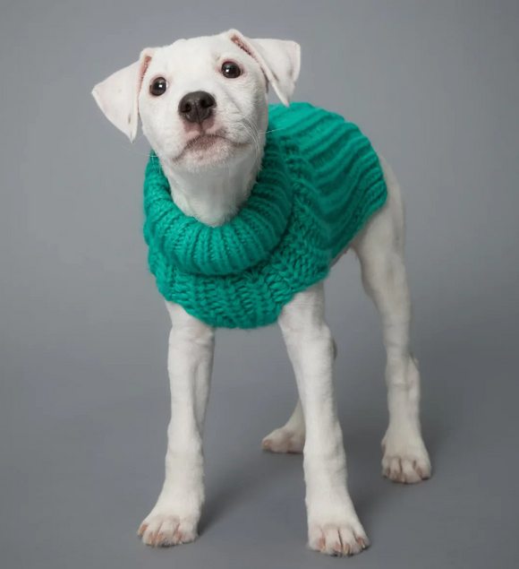 Knit Sweater Green for Dogs