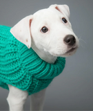 Knit Sweater Green for Dogs