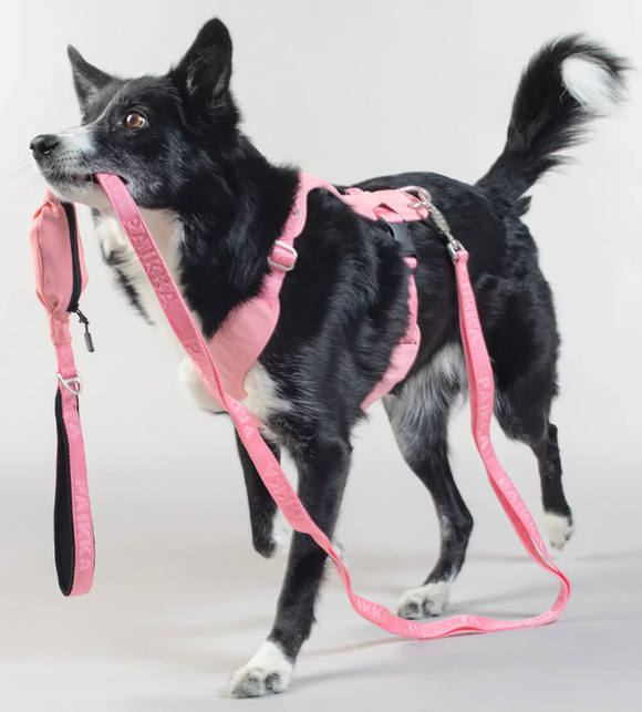 Visibility Dog Leash - Pink