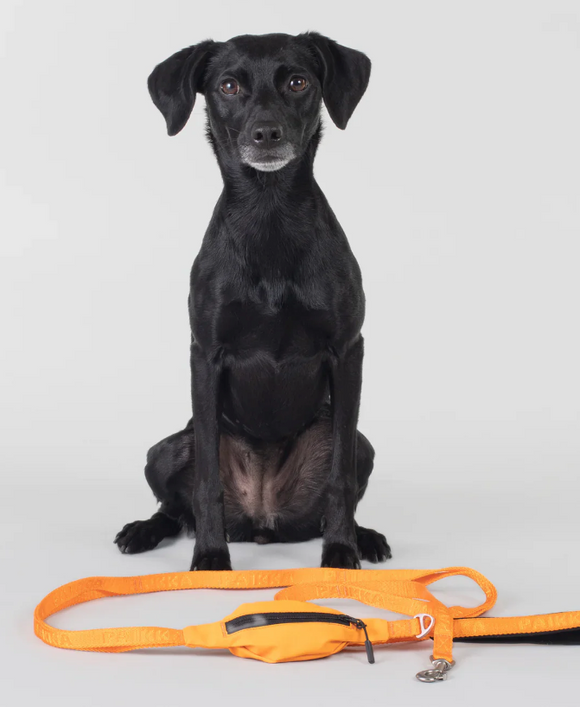 Visibility Dog Leash - Orange