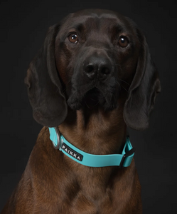 Glow Dog Collar - Glow