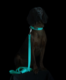 Glow Dog Collar - Aqua