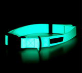 Glow Dog Collar - Aqua