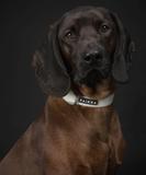 Glow Dog Collar - Glow