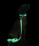 Glow Dog Leash - Pale Pink