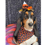 Halloween Bandana - Candy Corn