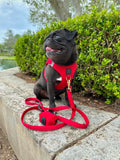 Hands-free Adjustable Dog Leash - Red