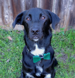 Forrest Green Snap-on Bow Tie