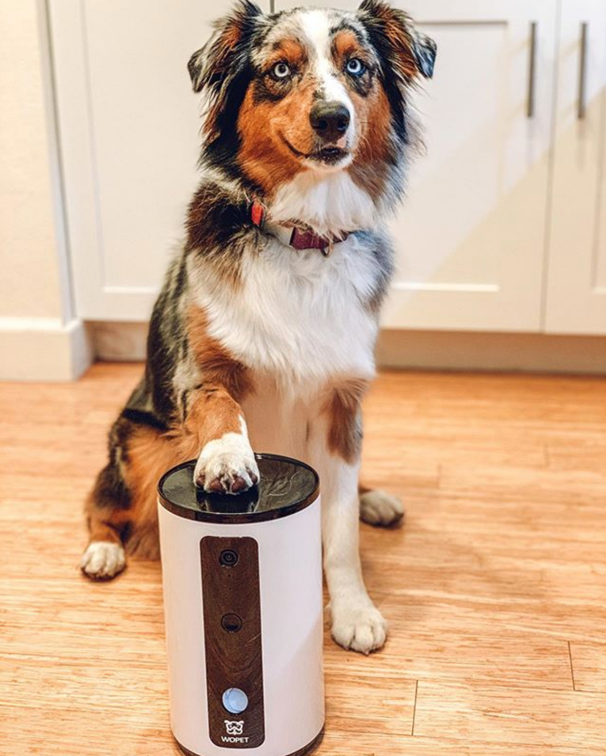 Wopet Guardian Dog Treat Camera Pet Camera with Treats (New Version)