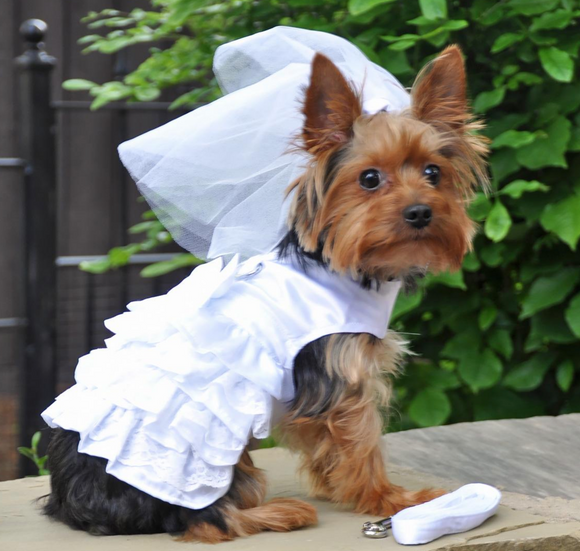 Wedding Dress Set For Dog | Le Pet Luxe