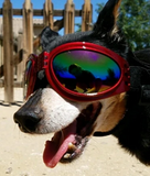 QUMY Dog Sunglasses - Red