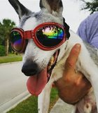 QUMY Dog Sunglasses
