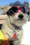 QUMY Dog Sunglasses
