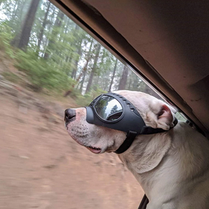 QUMY Large Dog Goggles UV