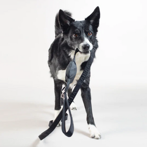 Visibility Dog Leash - Dark