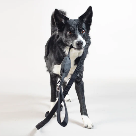 Visibility Dog Leash - Dark