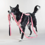 Visibility Rope Leash - Pink