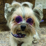 Round Sunglasses - Le Pet Luxe