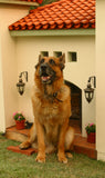 La Petite Maison Custom Mediterranean Dog House - Le Pet Luxe